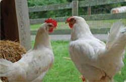 chickens