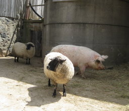 pigandsheep
