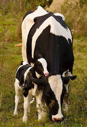 cowandcalf