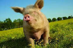 pig