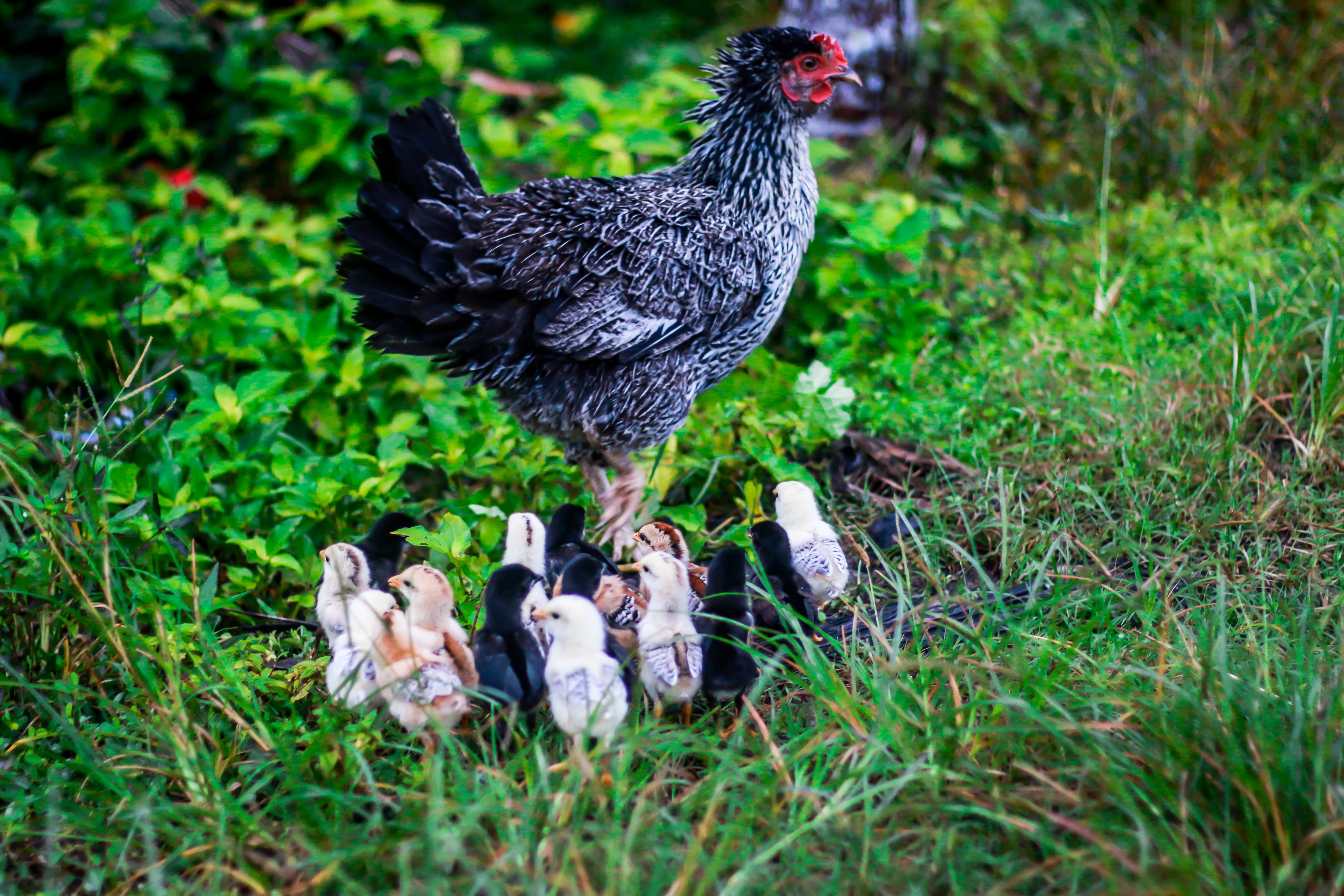 hen