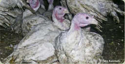 factoryfarmturkey